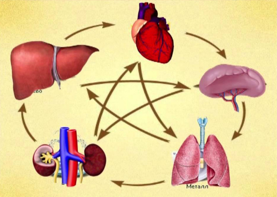Сердце, печень, селезёнка, лёгкие и почки — где таятся их «яды»? Знаете ли вы?